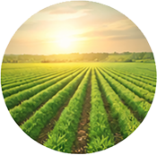 Field Cultivation