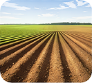 Tilled Field