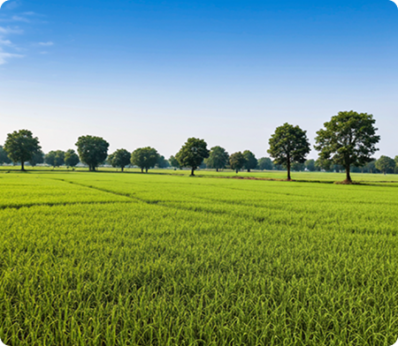 Indian agricultural land